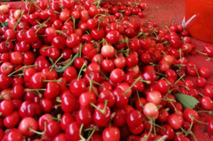 探访临沂樱桃产区：风调雨顺樱桃喜获丰收，物美价廉今年樱桃可以“